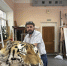 Таксидермист Гродековского музея дарит вторую «жизнь» погибшему тигру Одыру - ИА Хабаровский край сегодня