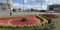 Более 7 тысяч цветов высадили на клумбах Ставрополя ко Дню города - Телеканал СвоёТВ