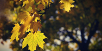 Кратковременные дожди и летнее тепло: о погоде в Ленобласти 9 сентября - 47Channel.Ru