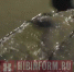 На апатитской дороге машины теряют колёса - SeverPost.ru
