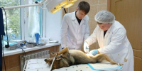 Стерилизация собаки в ГБУ "Аксубаевского РГВО"! - Аксубаевский район