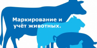 Порядок действий граждан для осуществления учета животных и птицы - Администрация г. Киселевск