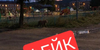 В районе Бурятии будут привлекать к ответственности за фейковых медведей - Газета Номер один