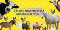 С 1 марта 2024 года в России введена обязательная маркировка и учёт сельскохозяйственных животных. Это предусмотрено постановлением Правительства РФ от 5 апреля 2023 года №550 и другими нормативными актами. - Кологривский район