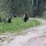 Соцсети - Syktyvkar.1istochnik.Ru
