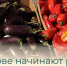 В Балакове начинают работать ярмарки выходного дня - Балаковские вести