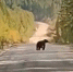 Медвежонка сбила машина в Зее в районе дач видео - Amur.Life