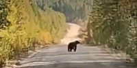 Медвежонка сбила машина в Зее в районе дач видео - Amur.Life