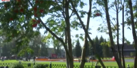 Видео - ТВН