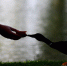 Дождливо, но тепло: прогноз погоды в Ленобласти на 10 сентября - ЛенТВ24