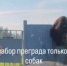 Медведь яростно пытался попасть в дверь жилого дома в Усть-Илимске - видео - IrkutskMedia.Ru
