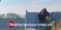 Медведь яростно пытался попасть в дверь жилого дома в Усть-Илимске - видео - IrkutskMedia.Ru
