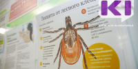 Трое жителей Воркуты пострадали от клещей за неделю - ИА Комиинформ