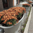 В Кирове заменили летние цветы на осенние хризантемы - Свойкировский.рф