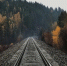 Свыше 60 питомцев спасено на железной дороге с начала года | ФОТО Kendrew Schexnider on Unsplash - С.-Петербургские ведомости