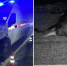 Автомобиль скорой помощи получил повреждения. Лось погиб. - Новгородские Ведомости