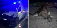 Автомобиль скорой помощи получил повреждения. Лось погиб. - Новгородские Ведомости