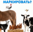 Маркирование и учёт животных в ФГИС «ВетИС» (компонент «Хорриот») - Наровчатский район