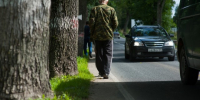 Власти разрешили вырубить придорожную аллею под Зеленоградском - Kaliningrad.Ru