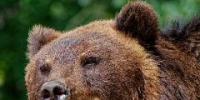 Новокузнечанин, отдохнувший на природе по соседству с медведями, предостерегает людей от подобных вылазок - ИА Город Новостей
