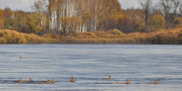 В Приамурье под охраной охотоведов косули начали переплывать реку - Amur.Life