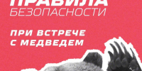 Осторожно, медведи: памятка безопасности в сезон активности медведей. - Северо-Енисейский муниципальный округ