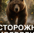 Осторожно, медведи: в округе зафиксированы выходы медведей к населённым пунктам!. - Город Сосновоборск