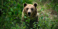 Фото: VOJTa Herout / Shutterstock / Fotodom - Красный Север