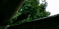 Фото: ПАИ - InformPskov.Ru