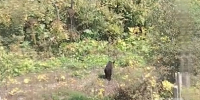 Медведица с медвежонком вышли к домам в Ново-Александровске - News.Astv.Ru