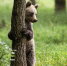 Фото: WildMedia/Shutterstock/Fotodom - Ямал-Медиа