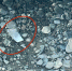 JPEG Файл - МВД по Республике Северная Осетия-Алания