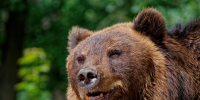 image - GazetaRB.Ru