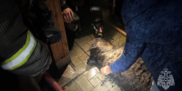 В Шуе спасли овчарку Мону, хозяин которой погиб до приезда пожарных - Сетевое издание Ивановские новости