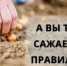 Когда сажать лук под зиму - Калтасинский район