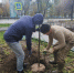 Свыше 4 тысяч деревьев и кустарников высадят в Люберцах в этом году - Телеканал ЛТВ