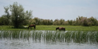В Астраханскую область будет поступать меньше воды - Сетевое издание Арбуз