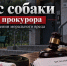 В Пинежском районе по иску прокурора взыскана компенсация морального вреда в пользу ребенка, которого укусила собака - Arh112.ru