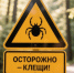 Около двух тысяч смолян обратились за помощью после присасывания клещей - Смоленская газета