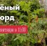 В Мурманске пойдёт акция «Зелёный рекорд» - Арктик-ТВ