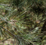 img - ТКР
