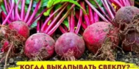 Когда выкапывать свеклу - Калтасинский район