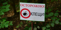 В Республике Алтай возможна вторая волна активности клещей - Сетевое издание Толк