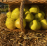 Ставропольские садоводы собрали более 5,6 тыс. тонн яблок - ATVmedia.Ru