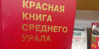 Fкция «ПРО планету: ГРИБЫ» - Павленковская библиотека