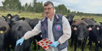 В Талдомском округе будут разводить быков абердин-ангусской породы - РТВ-Подмосковье