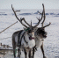Как защитить интересы коренных народов при промышленном освоении Севера - Yakutia-Daily.Ru