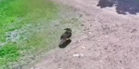 В Приангарье перед судом предстанет пенсионерка, отравившая собаку - ИА Байкал-Daily