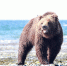 Медведь Игорь Чёрный, ИА MagadanMedia - KamchatkaMedia.Ru