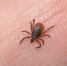 В Приангарье 104 человека пострадали от укусов клещей - Weacom.Ru